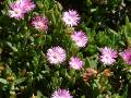 Pigface Lampranthus 